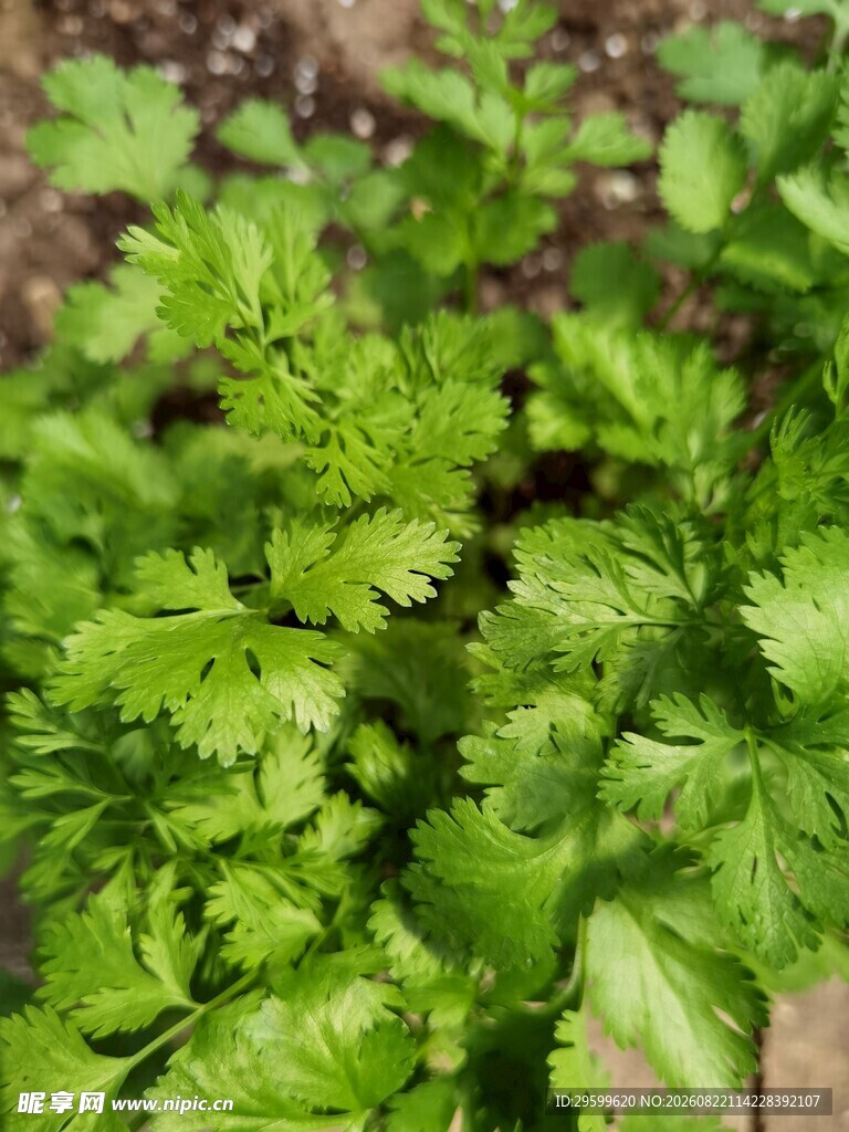 鲜嫩香菜