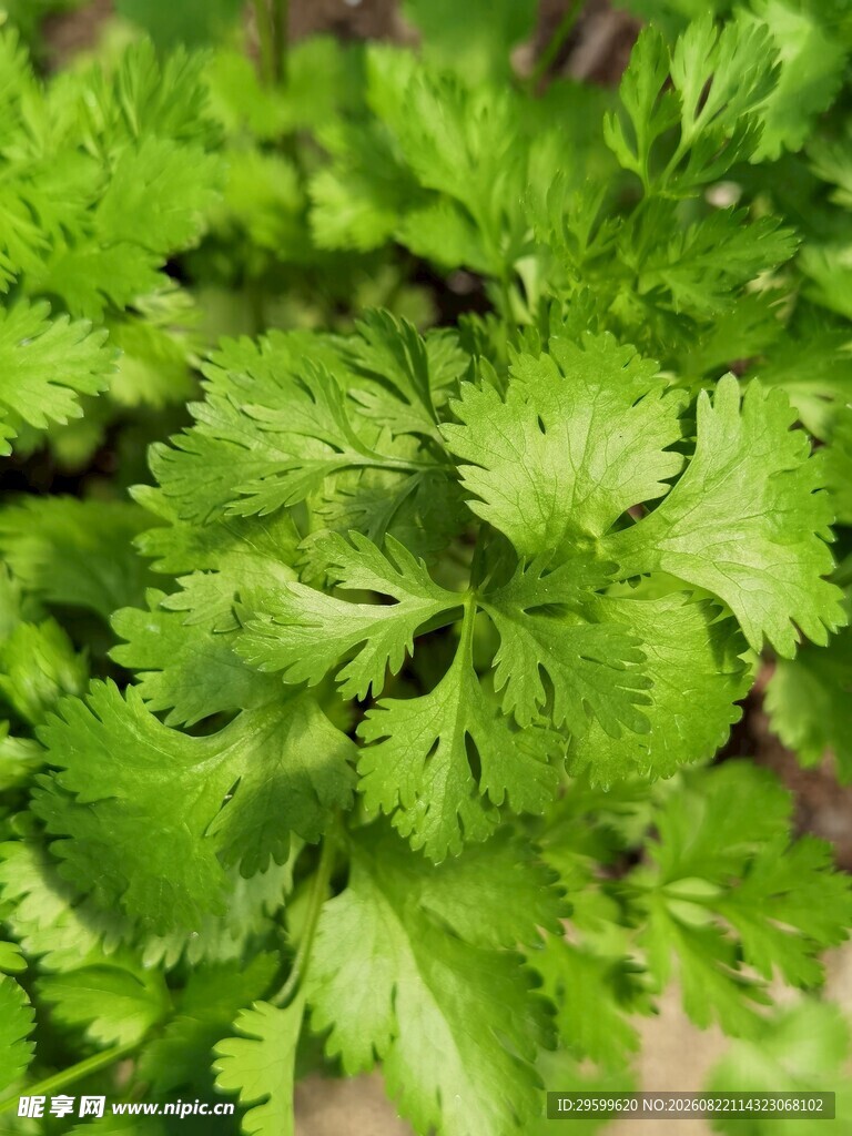 鲜嫩香菜叶片特写
