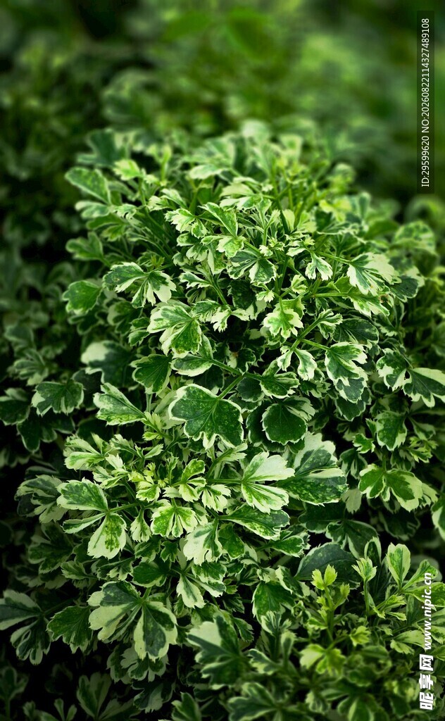 翠绿茂盛的欧芹植株