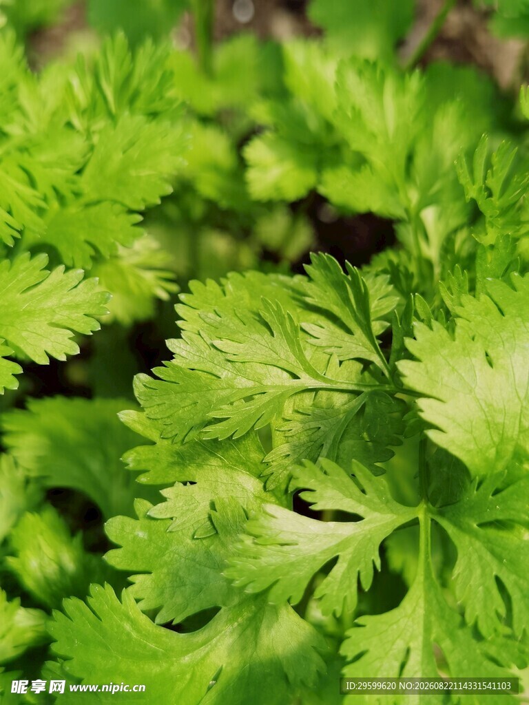 鲜嫩翠绿的香菜叶片