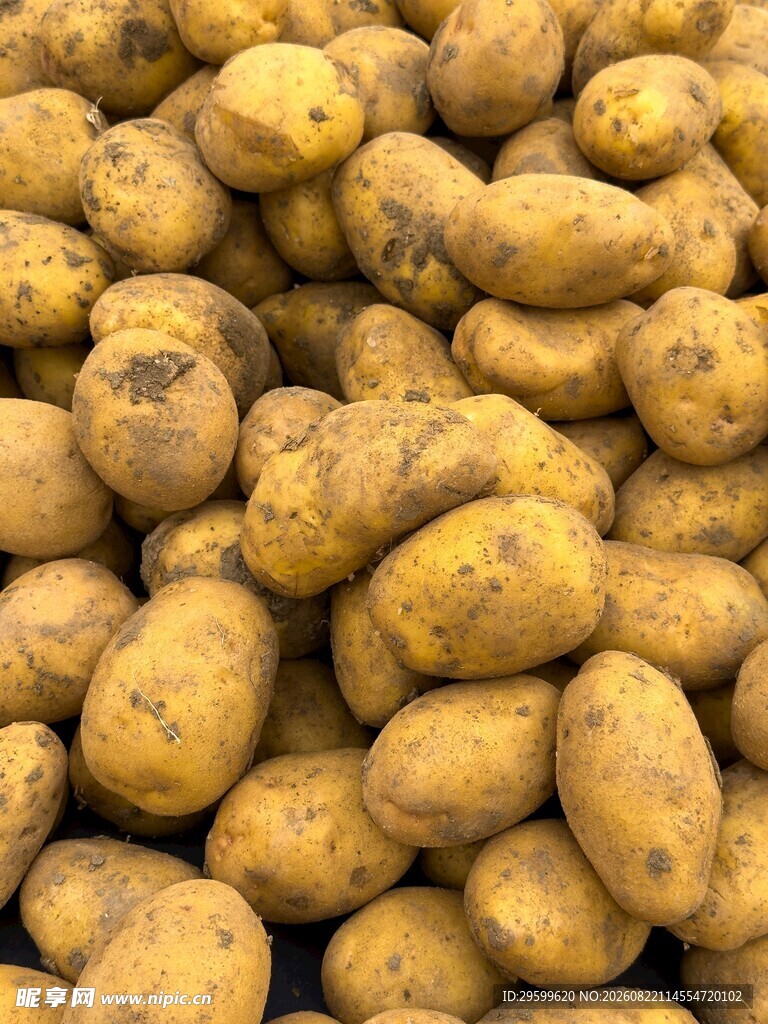 新鲜土豆堆叠