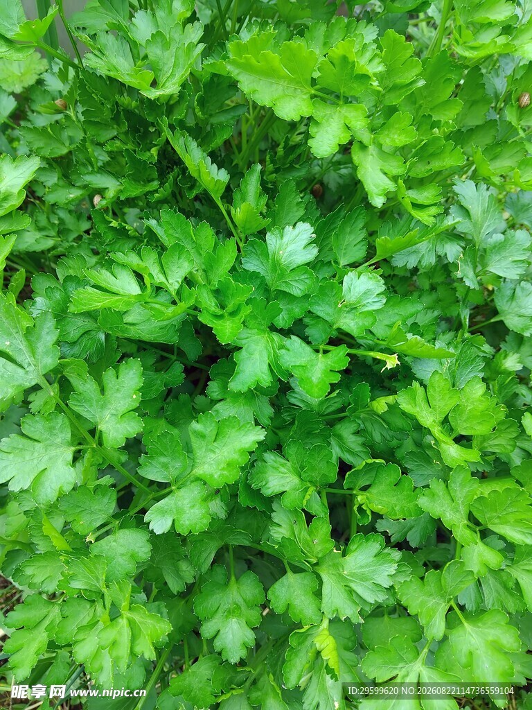 翠绿鲜嫩的欧芹叶片