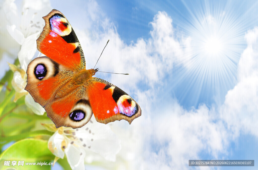 蓝天中绚丽蝴蝶展翅