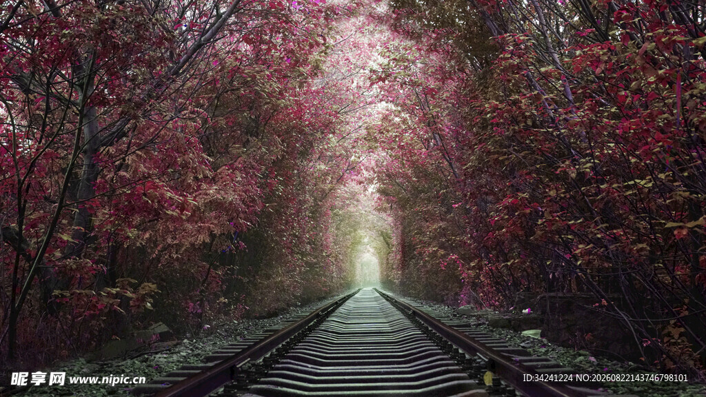 梦幻樱花隧道铁路风景