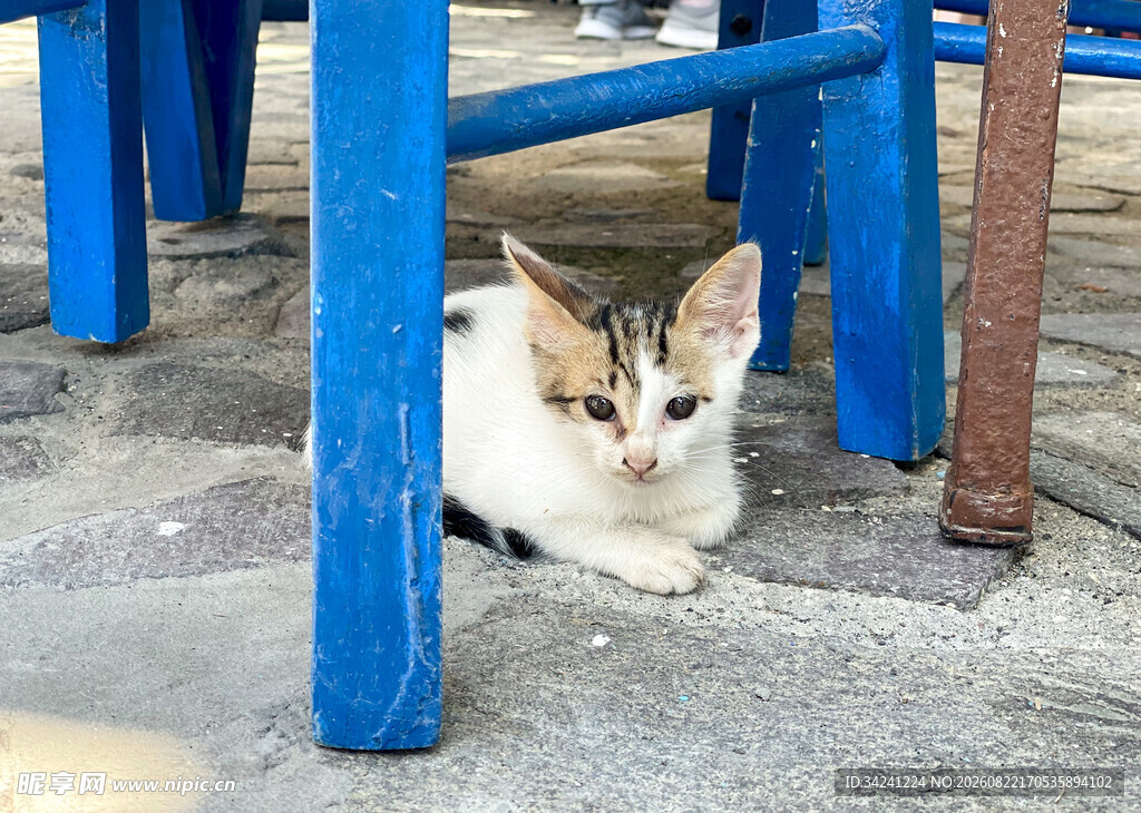 蓝椅下的可爱小猫咪