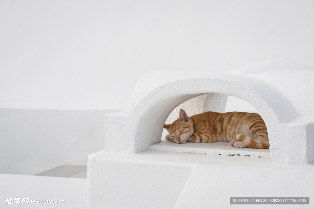 白色空间中的休憩猫咪