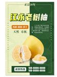 江永老树柚