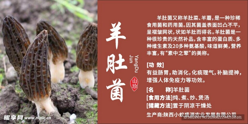 羊肚菌特写