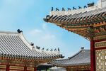 中式古建筑屋顶与飞鸟