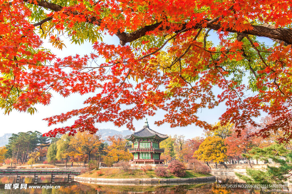 秋日湖畔红枫美景