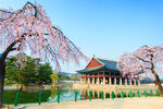 湖畔樱花与古典建筑美景
