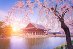 湖畔樱花古建筑美景