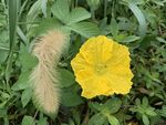 丝瓜花与狗尾巴草