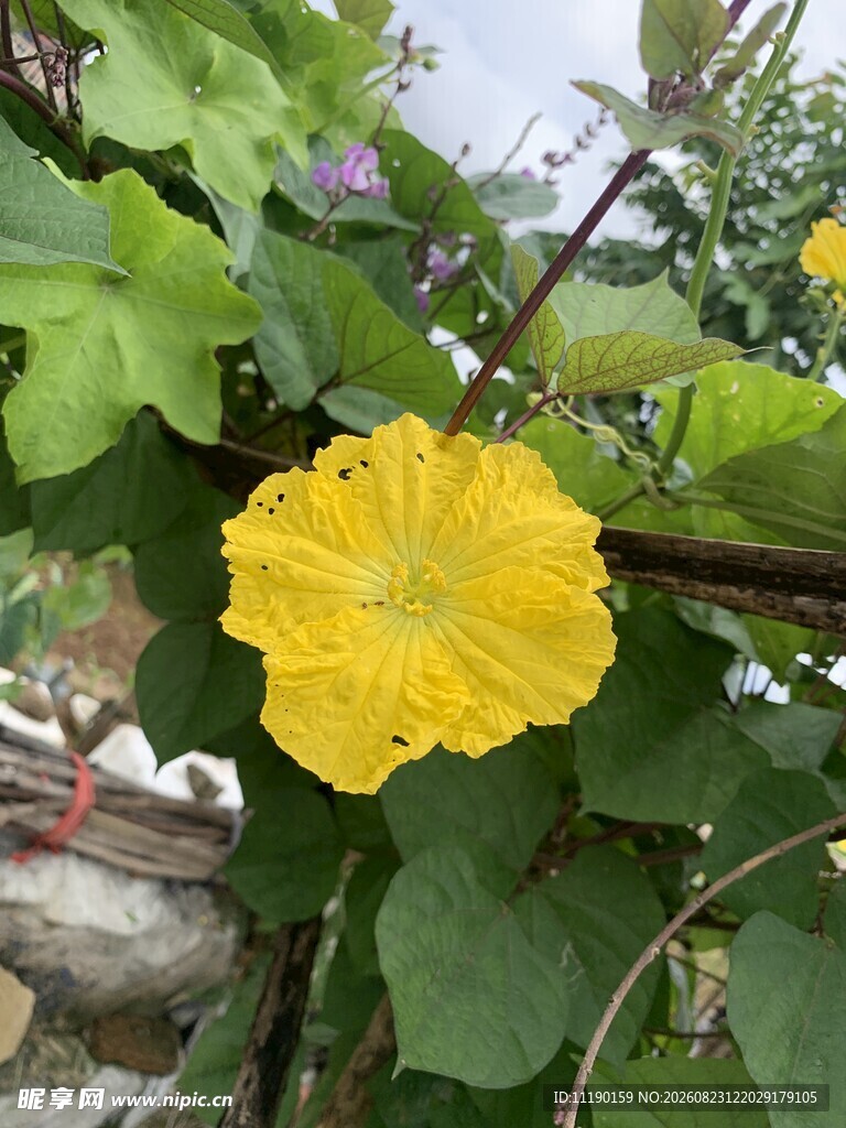 大朵丝瓜花