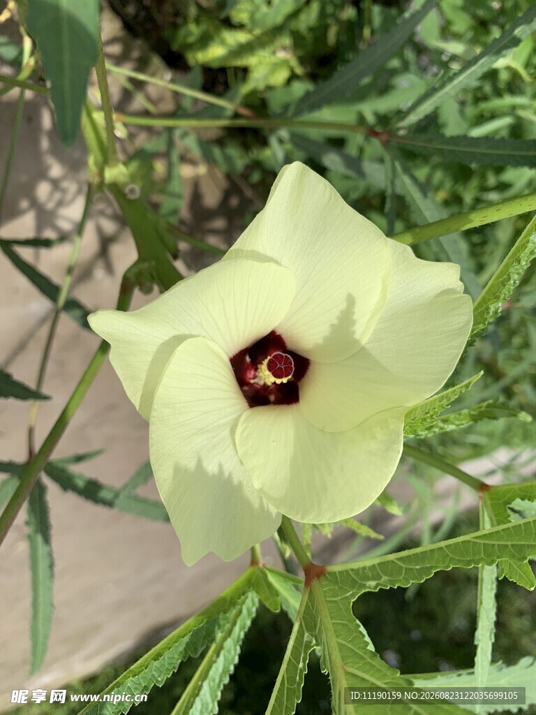 秋葵花