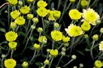 黄色小花绽放