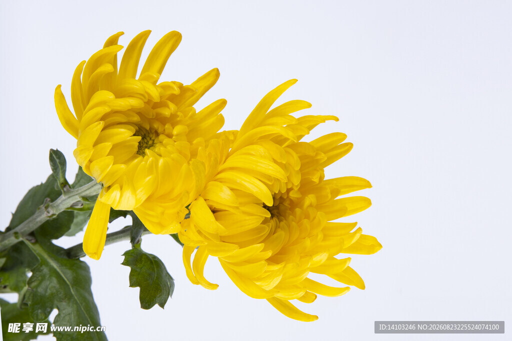 两朵明艳黄色菊花绽放