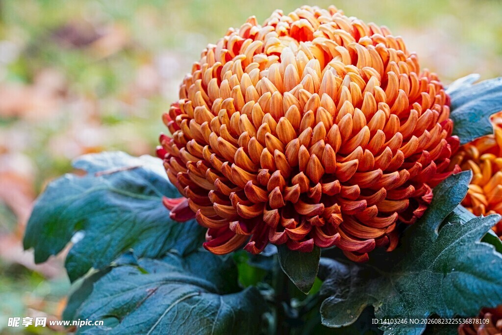 橙红色菊花特写