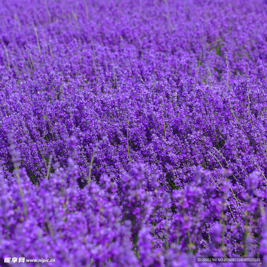 紫色薰衣草花海美景