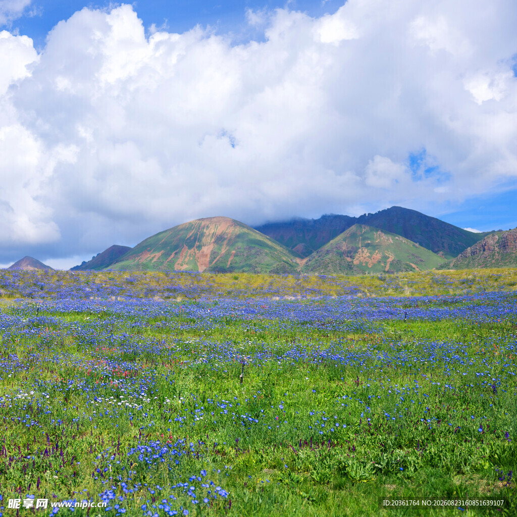 蓝花盛开的山间美丽草地