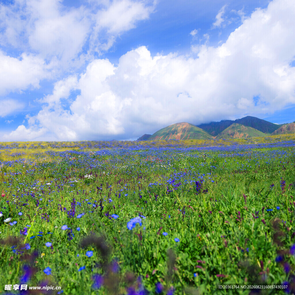 草原花海蓝天美景