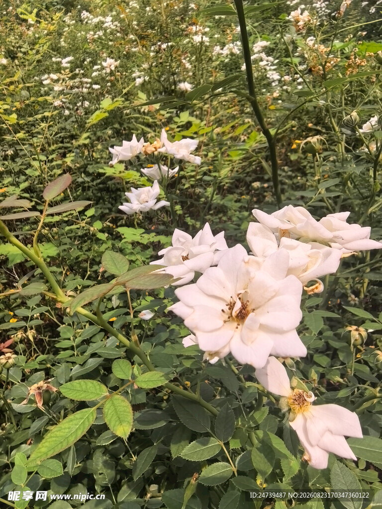 林间盛放的白色月季
