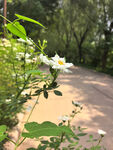 月季花