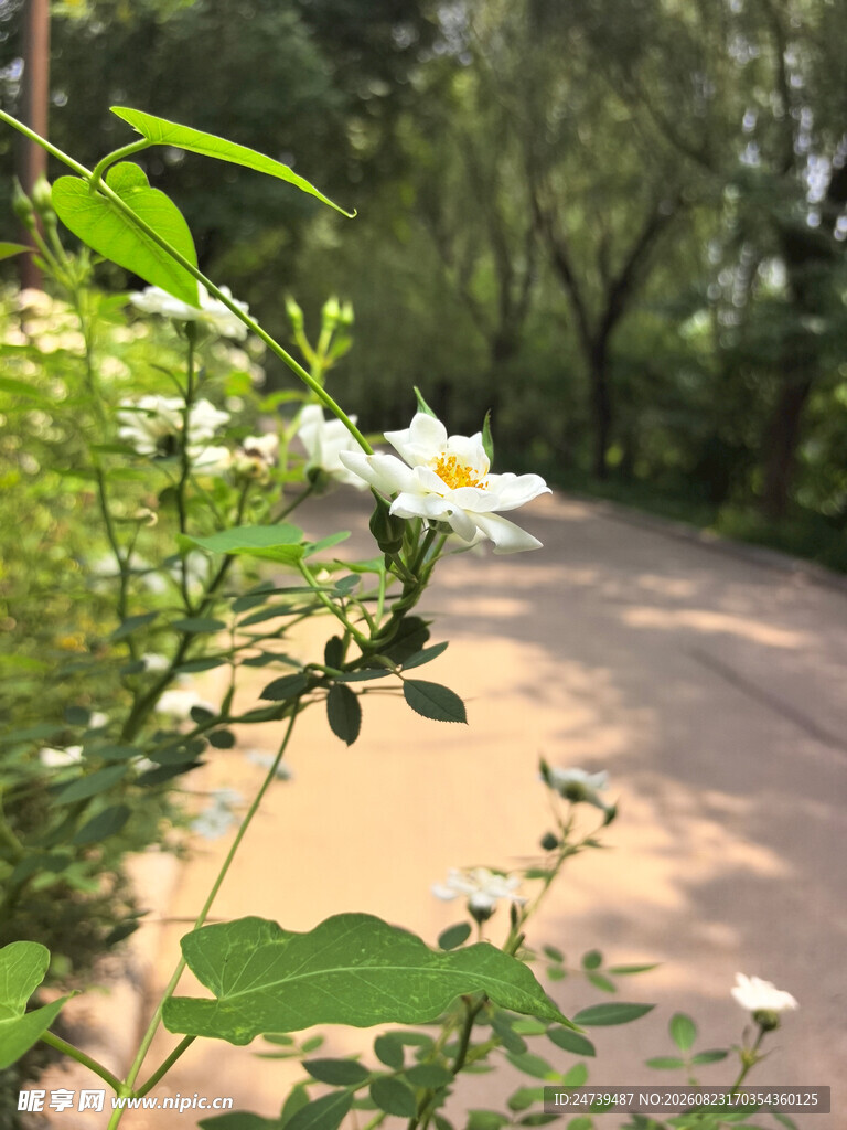 月季花
