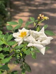 白色绽放月季花