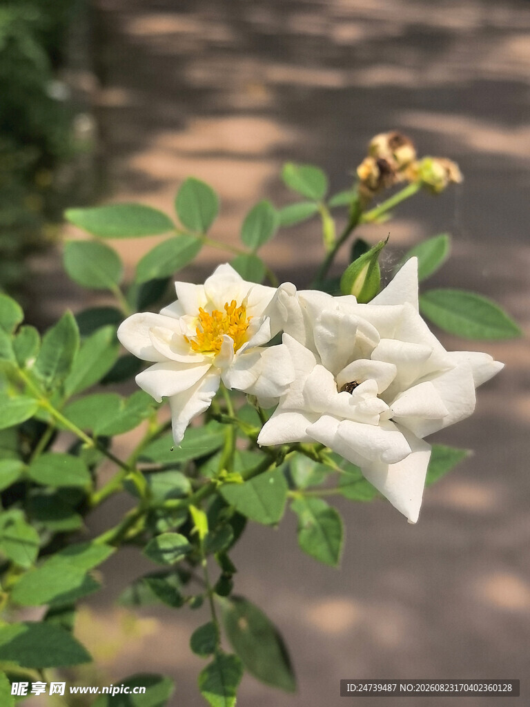 白色绽放月季花