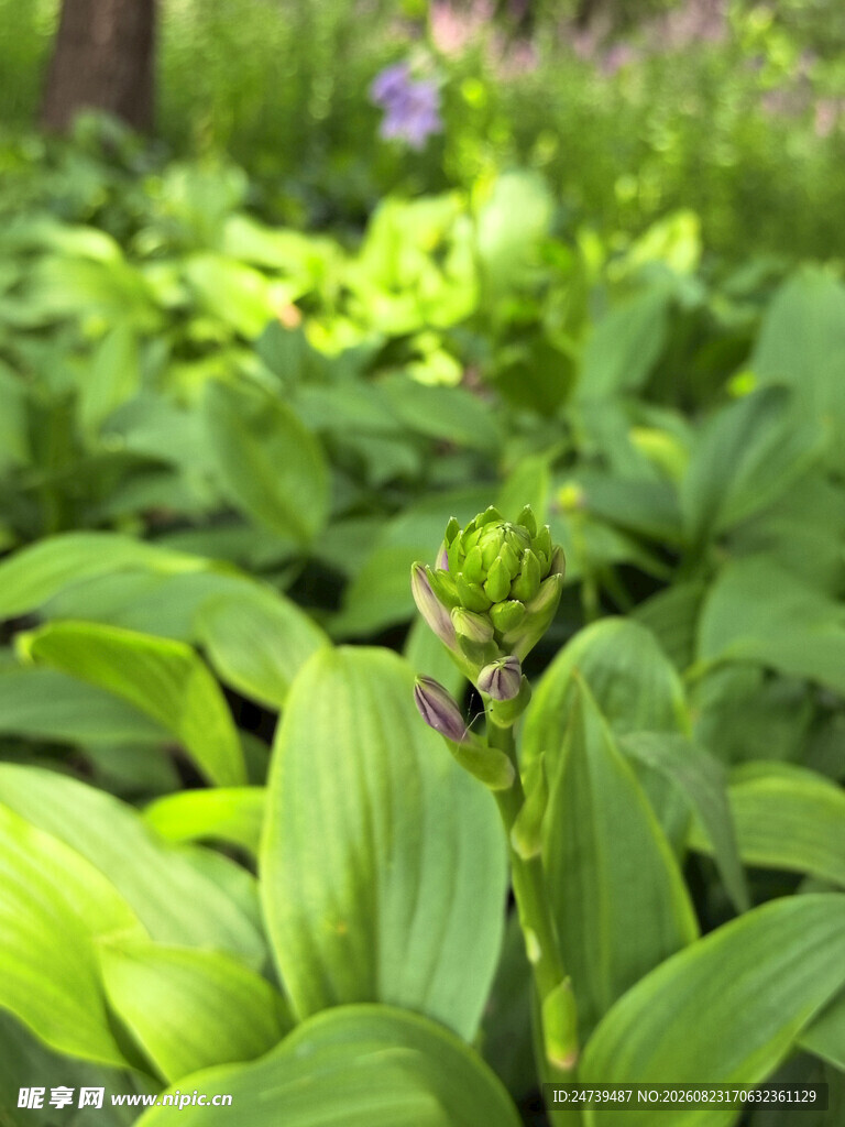 紫花绿叶玉簪