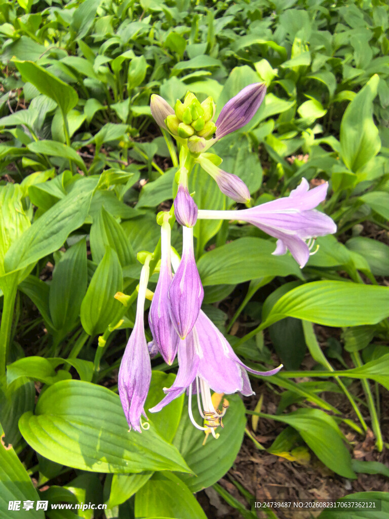 紫花绿叶玉簪花特写