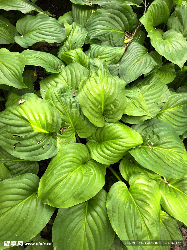 翠绿玉簪叶特写