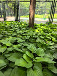 繁茂绿植景观
