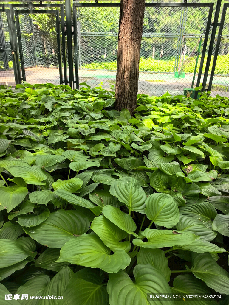 繁茂绿植景观