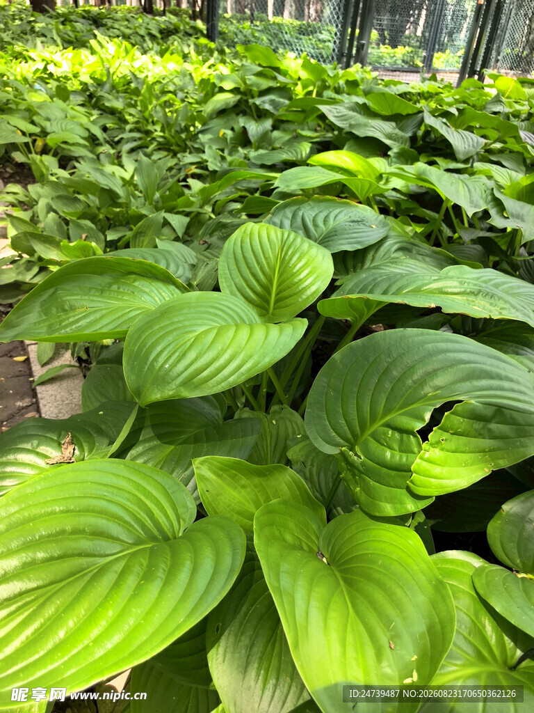 翠绿玉簪叶清新植物景观