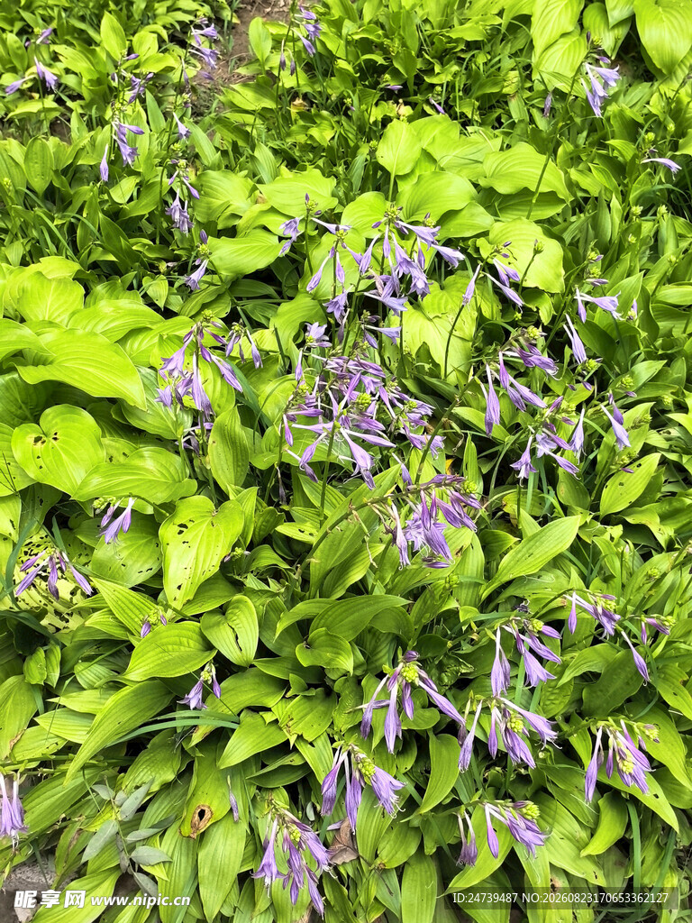 紫色玉簪花
