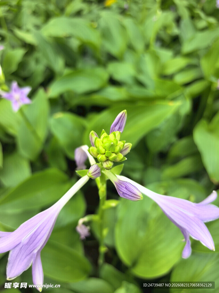 紫色玉簪花特写