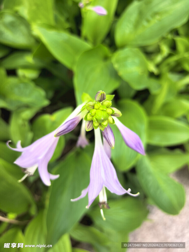 玉簪