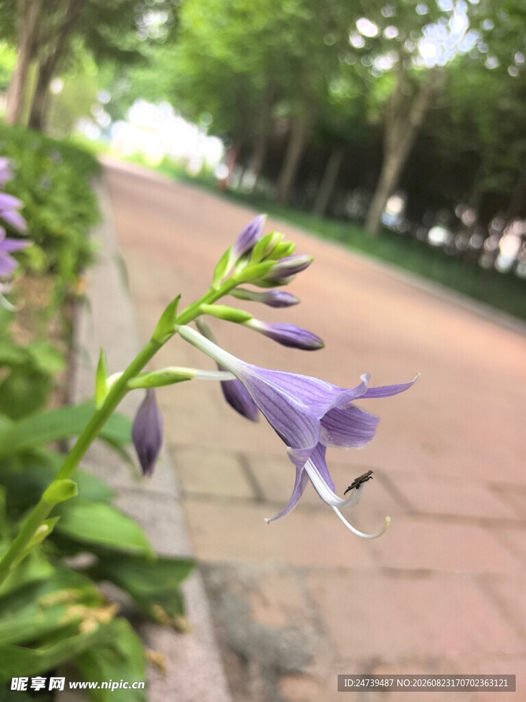 路边绽放的紫色玉簪花
