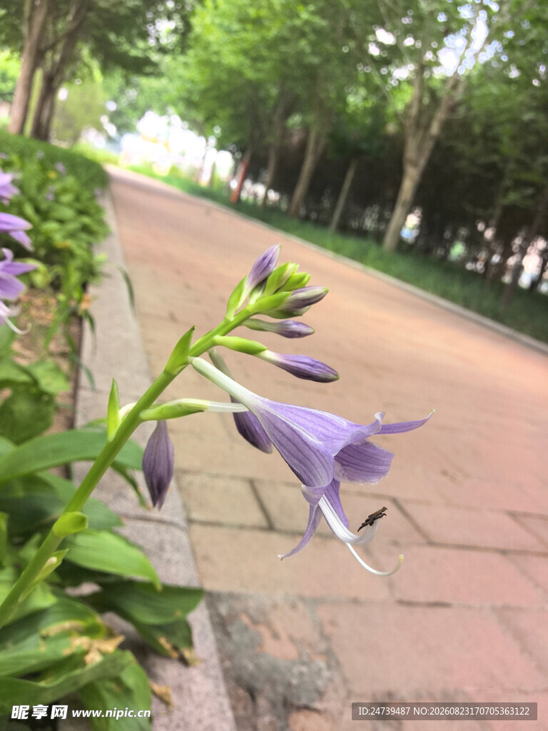 路边绽放的紫色玉簪花