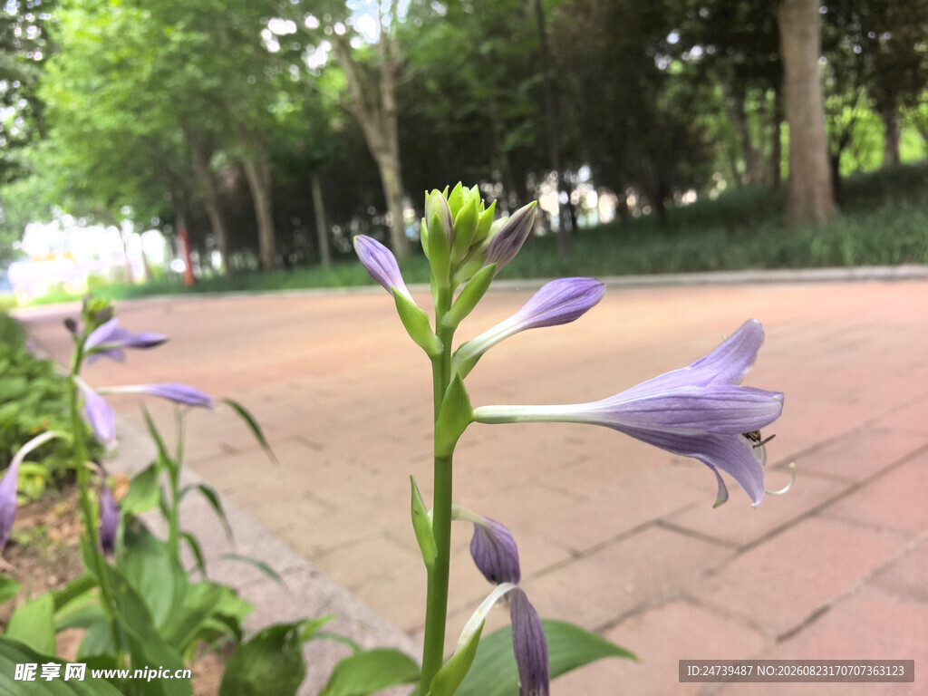路边绽放的紫色玉簪花