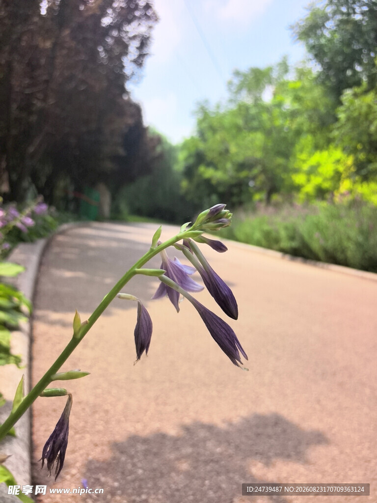 路边绽放的紫色玉簪花