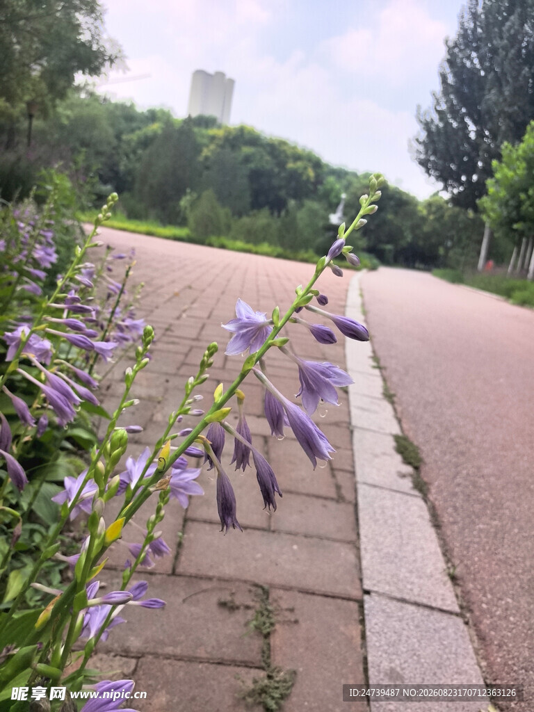 路边绽放的紫色玉簪花