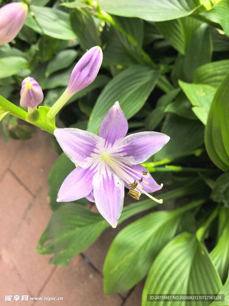 绽放的紫色玉簪花