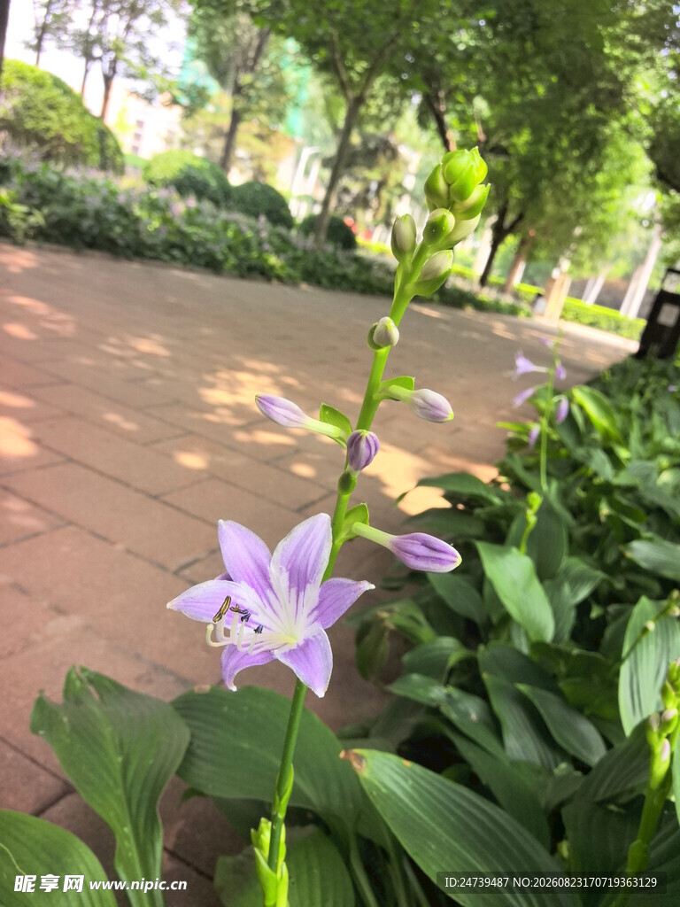 玉簪