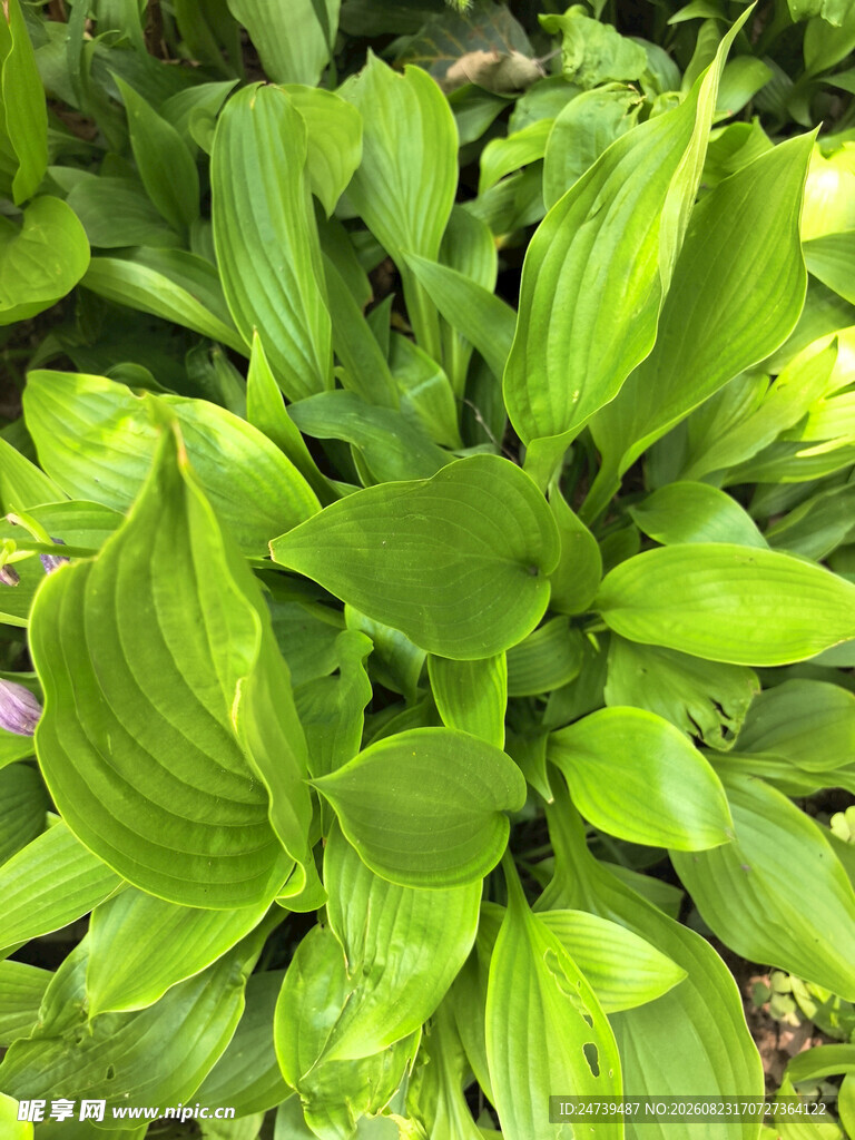 翠绿玉簪叶