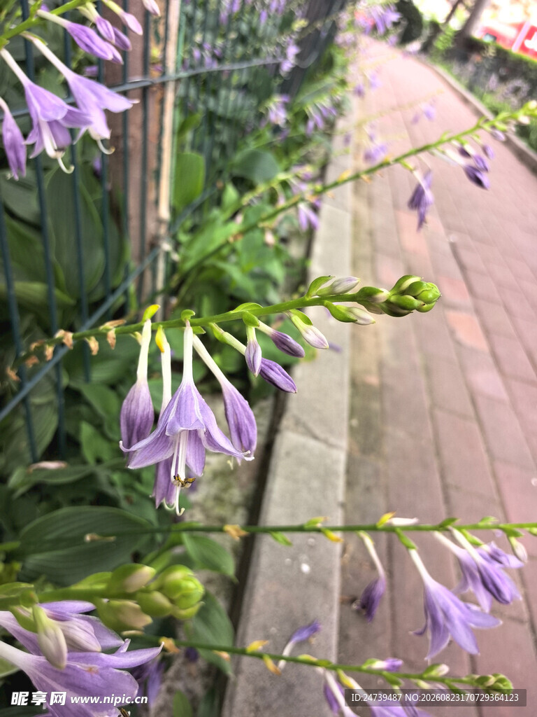 路边绽放的紫色玉簪花