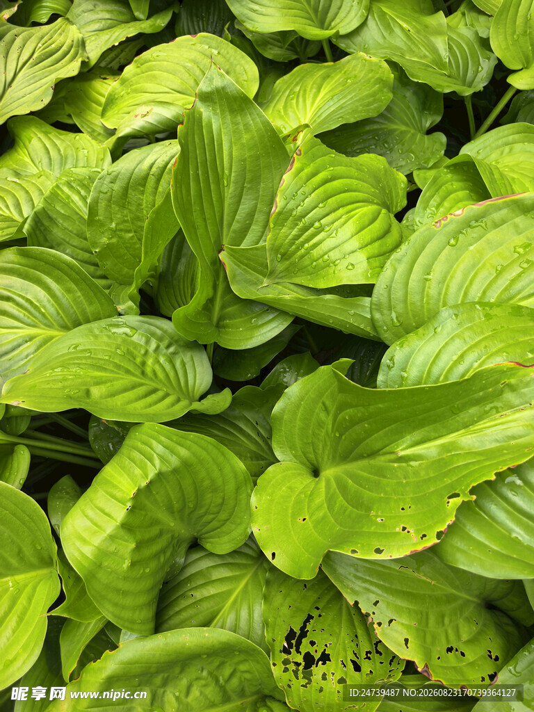 翠绿玉簪叶