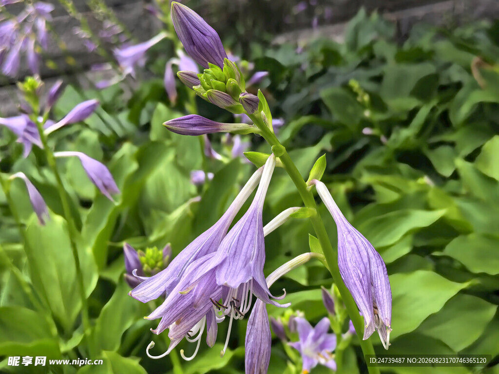 玉簪花
